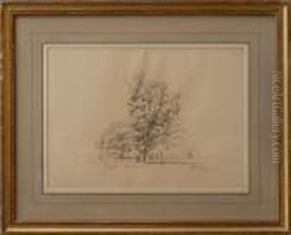 Oak - view 1