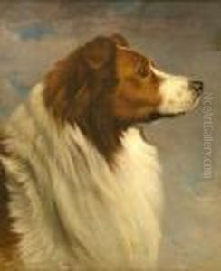 Collie Head Study