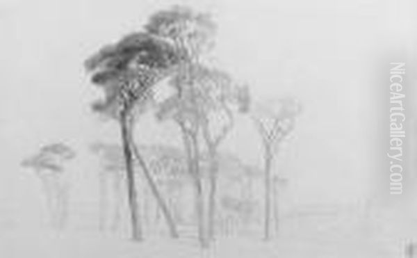 Umbrella Pines In The Campagna Near Rome, Italy - view 1