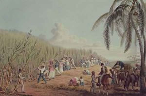 Slaves Fell the Ripe Sugar, Antigua, 1823 by William Clark