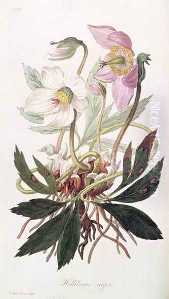 Christmas Rose: from 'Medical Botany', 1827 - view 1