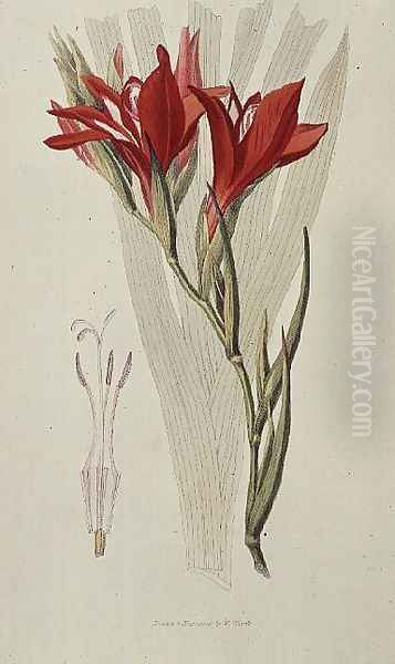 Gladiolus: (Red) from `Flora Conspicua', 1825 - view 1