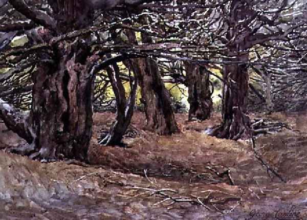 Yews in the Old Yews Wood, Earl of Radnor's Estate, near Salisbury - view 1