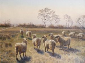 Sheep On A Farm by Charles Jones