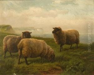 Grazing Sheep Beside The Coast Grazing Sheep Beside The Coast