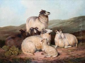 Sheep On A Moorland by Charles Jones
