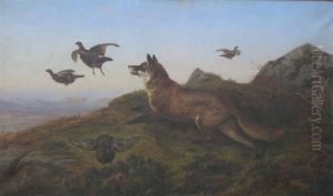 Disappointed - A Fox Putting Up Game In A Moorland Landscape