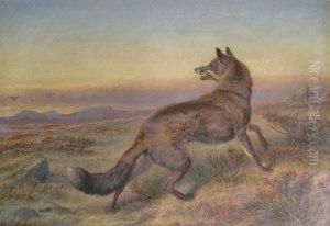 Study Of A Fox In Landscape by Charles Jones