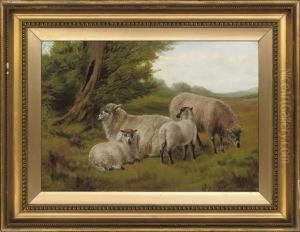 Ewes And Lambs Grazing In The Meadow