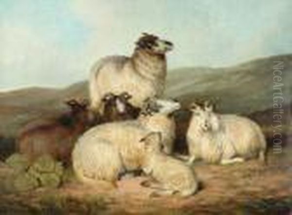 Sheep And A Lamb Resting - view 1