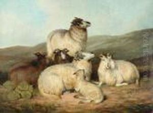 Sheep And A Lamb Resting Sheep And A Lamb Resting