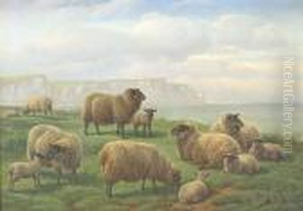 Sheep On A Grassy Clifftop, Chalk Cliffs Beyond - view 1