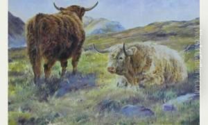 Moutons Highlanders Moutons Highlanders