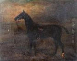 'tommy' A Saddled Hunter