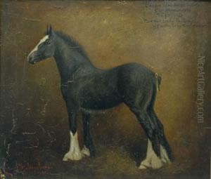 Creweshire Horse Society Cup Winner 1934 The Filly Foal Red Hall Lady Ingrey