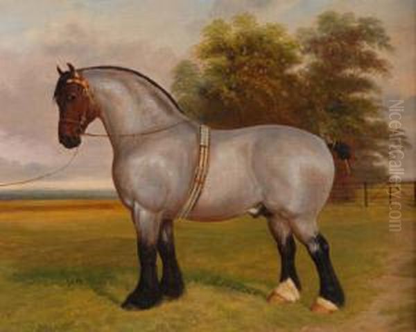 Shire Horsewith Bridle Standing In A Field - view 1