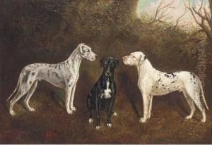 The Great Danes, Highfield 
Schamberg, Highfield Bess, And Highfieldviking, The Property Of George 
Ray Esq. Of Highfields,nantwich