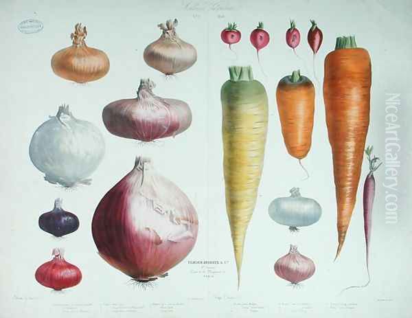 Onions, Radishes and Carrots, from the first 'Album Vilmorin', 1850 - view 1