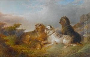 Terriers With Game Terriers With Game