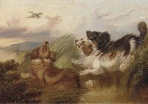 Spaniel Putting A Mallard Up by Paul Jones