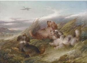 Spaniels Putting A Mallard Up