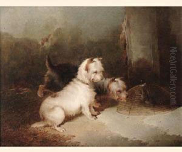 Terriers - view 1