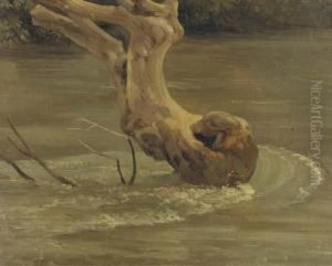 Des Remous Autour D'un Tronc D'arbre Dans Un Cour D'eau A Tivoli Des Remous Autour D'un Tronc D'arbre Dans Un Cour D'eau A Tivoli
