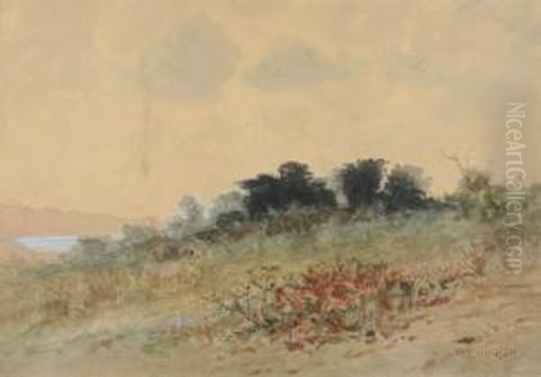 Grove Of California Trees - view 1