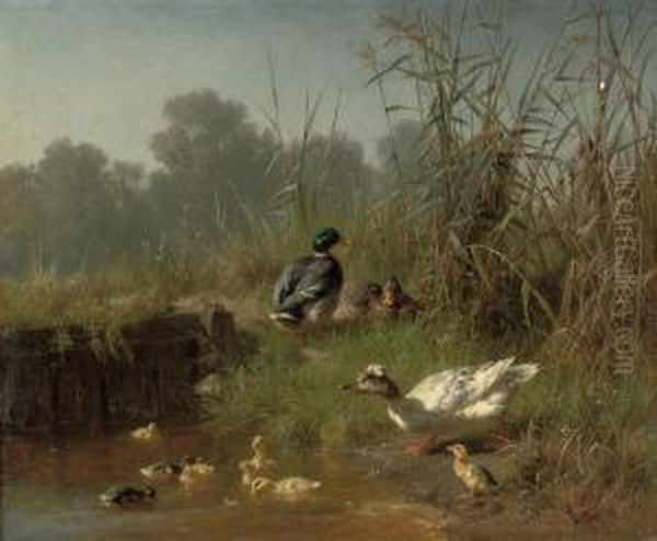 Ducks And Ducklings In A Pond - view 1