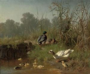 Ducks And Ducklings In A Pond