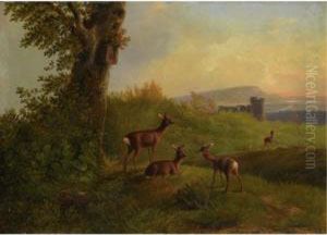 A Deer Family At Pasture