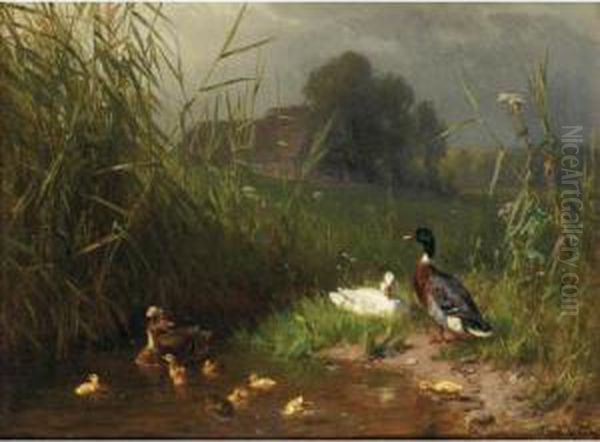 Family Of Ducks - view 1