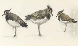 Study of peewits by Thomas Churchyard