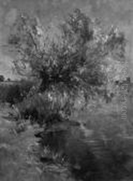 Weide Am Fluss - view 1