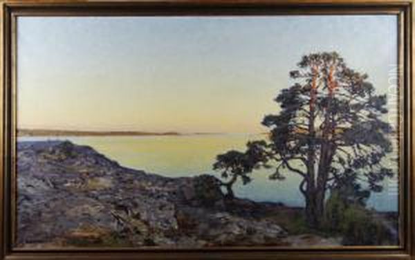 Skargardslandskap Med Solbelysta Tallar - view 1