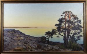 Skargardslandskap Med Solbelysta Tallar
