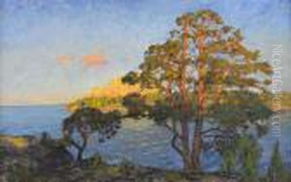 Solbelysta Tallar I Skargardslandskap - view 1