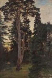 Tallar I Skymning by Gottfrid Kallstenius