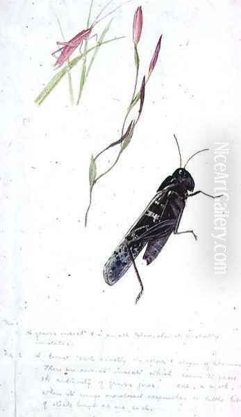 South African Insects - view 1