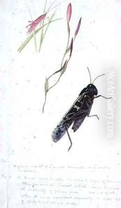 South African Insects