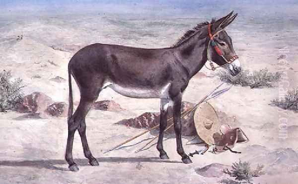 Studies of Animals (1) - view 1