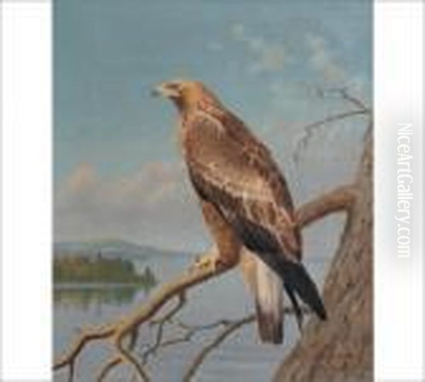 Eagle - view 1