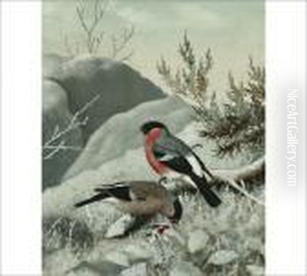 Bullfinches - view 1