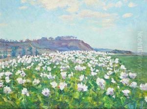 Poppies In Flower Near Libunec