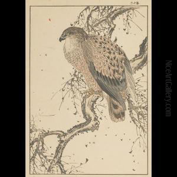 Hawk - view 1