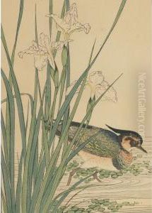 Crested Wading Bird And Iris