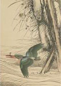 Kingfisher