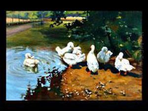 Enten Unter Gebusch An Einem Teichufer