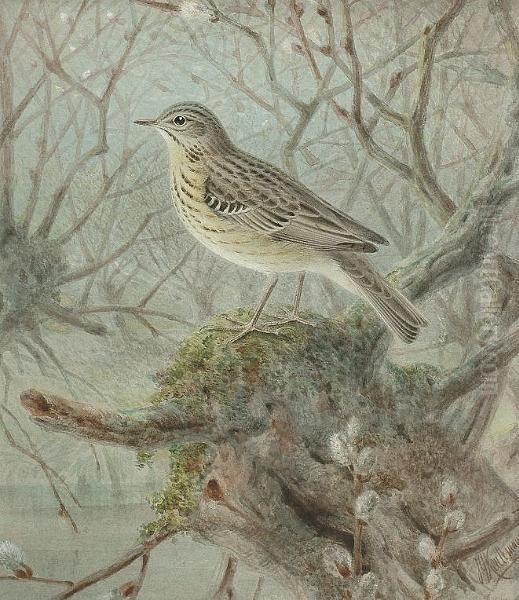 A Tree Pipit - view 1