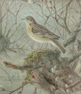 A Tree Pipit by Johan Gerard Keulemans